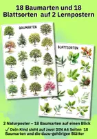 Vorschau - Poster - Lernposter Bäume & Blätter – 18 Baumarten entdecken für Kita, Grundschule & Naturprojekte - Seite 1