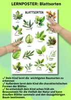 Vorschau - Poster - Lernposter Bäume & Blätter – 18 Baumarten entdecken für Kita, Grundschule & Naturprojekte - Seite 3
