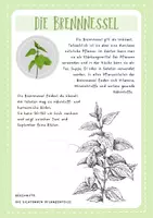 Vorschau - Merkblätter - Nützliche Wiesenpflanzen - Seite 1