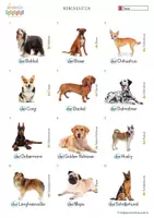 Vorschau - Fördermaterial/Inklusion - DaZ-Nomenkarten - Tiere - 3 Hunderassen - Deckblatt