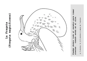 Vorschau - Mal- und Bastelvorlagen - Libro Infantil para explorar Las Aves De Galápagos - Seite 2