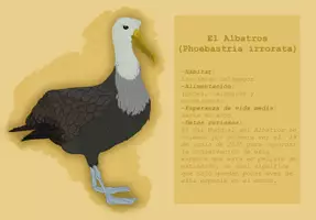 Vorschau - Mal- und Bastelvorlagen - Libro Infantil para explorar Las Aves De Galápagos - Seite 3