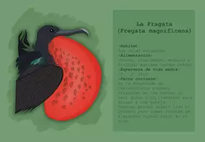 Vorschau - Mal- und Bastelvorlagen - Libro Infantil para explorar Las Aves De Galápagos - Seite 1