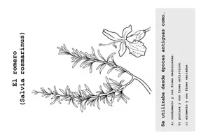 Vorschau - Mal- und Bastelvorlagen - Libro Infantil para explorar las Plantas Medicinales De La Huerta - Seite 2