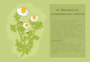 Vorschau - Mal- und Bastelvorlagen - Libro Infantil para explorar las Plantas Medicinales De La Huerta - Seite 3