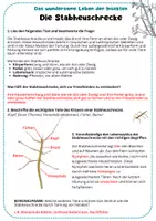 Vorschau - Arbeitsblätter - Die Stabheuschrecke – Arbeitsblatt - Seite 1
