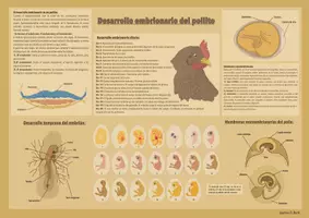 Vorschau - Poster - Póster del desarrollo embrionario de la gallina - Deckblatt