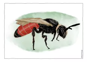 Vorschau - Poster - Wildbienen - Tafelbilder, Bildkarten, Poster - Seite 2
