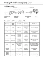Vorschau - Stundenentwürfe - Materialpaket Sinnesbiologie Sinne Neurobiologie Q1 Q2 Oberstufe LK GK - Seite 3
