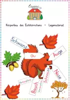 Vorschau - Anderer Materialtyp - Körperbau Eichhörnchen - Legematerial - Deckblatt