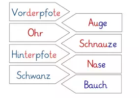 Vorschau - Anderer Materialtyp - Körperbau Eichhörnchen - Legematerial - Seite 3