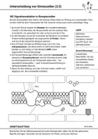 Vorschau - Arbeitsblätter - Arbeitsblatt primäre sekundäre Sinneszellen Signaltransduktion Neurobiologie - Seite 2