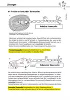 Vorschau - Arbeitsblätter - Arbeitsblatt primäre sekundäre Sinneszellen Signaltransduktion Neurobiologie - Seite 3