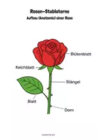 Vorschau - Mal- und Bastelvorlagen - Kunstprojekt - Rose als Stablaterne oder Dekoration / Laternenumzug/ Sankt Martin - Seite 2
