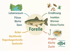 Vorschau - Arbeitsblätter - Arbeitsblätter zum Thema "Forelle" + Lösung & MP3 + Mindmap + Infografik - Seite 2