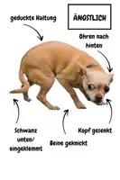 Vorschau - Spiele - Zuordnungsspiel - Körpersprache Hund - Seite 1