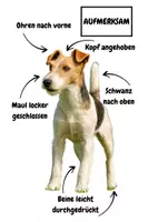 Vorschau - Spiele - Zuordnungsspiel - Körpersprache Hund - Seite 3