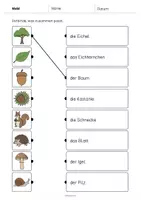 Vorschau - Arbeitsblätter - Wald: Was passt zusammen? 2 (Arbeitsblatt für den DaZ-, DaF- und Deutschunterricht) - Seite 2