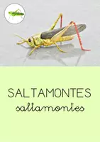 Vista previa - Tarjetas / Manipulativos - EL LIBRO DE LOS INSECTOS - página 3