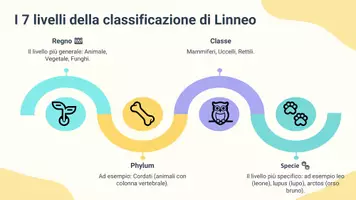 anteprima - Presentazioni / Lavagne - Sistema di classificazione scientifica (la tassonomia di Linneo) - Pagina 3