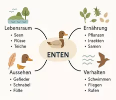 Vorschau - Arbeitsblätter - Arbeitsblatt zum Thema "Enten" + Onlineübung & MP3 + Mindmap + Infografik - Seite 2