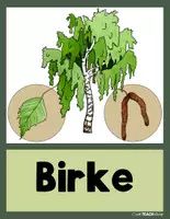 Vorschau - Stationenlernen - Der Wald - Heimische Bäume - Tafelkarten - Seite 3