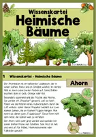 Vorschau - Arbeitsblätter - Der Wald - Heimische Bäume - Wissenskartei - Seite 1