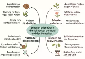 Vorschau - Arbeitsblätter - Arbeitsblätter zum Thema "Schaden oder nützen die Schnecken der Natur und den Menschen?" + Lösung & MP3 + Mindmap + Infografik - Seite 3