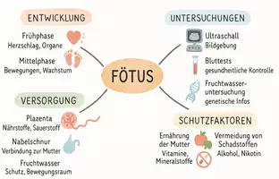 Vorschau - Arbeitsblätter - Arbeitsblätter zum Thema "Fötus" (Lückentext, Hörverstehen) + Lösung & MP3 + Mindmap + Infografik - Seite 2