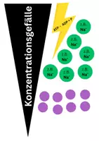 Vorschau - Mal- und Bastelvorlagen - Baukasten Transportprozesse an Biomembranen (aktiv/passiv, Kanal, Carrier,..) - Seite 3