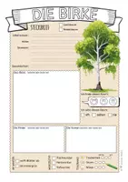 Vorschau - Arbeitsblätter - Heimische Bäume – 7 Steckbriefe & Infotexte (Kl. 2–4) - Seite 3