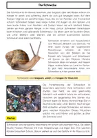 Vorschau - Arbeitsblätter - Insekten Materialpaket - Seite 2