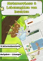 Vorschau - Arbeitsblätter - Metamorphose und Lebenszyklen von Insekten - Deckblatt