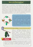 Vorschau - Arbeitsblätter - Metamorphose und Lebenszyklen von Insekten - Seite 1
