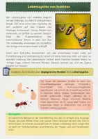 Vorschau - Arbeitsblätter - Metamorphose und Lebenszyklen von Insekten - Seite 2