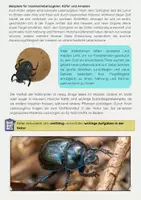 Vorschau - Arbeitsblätter - Metamorphose und Lebenszyklen von Insekten - Seite 3