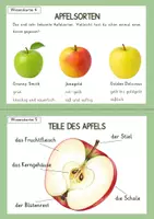 Vorschau - Arbeitsblätter - Wissenskartei der Apfel - Seite 3