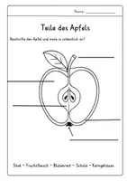 Vorschau - Arbeitsblätter - Arbeitsblatt - Teile des Apfels - Seite 1