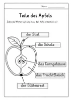 Vorschau - Arbeitsblätter - Arbeitsblatt - Teile des Apfels - Seite 2