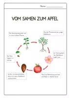 Vorschau - Poster - Das Apfeljahr - vom Samen zum Apfel - Seite 1
