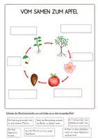 Vorschau - Poster - Das Apfeljahr - vom Samen zum Apfel - Seite 2