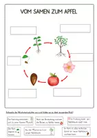 Vorschau - Poster - Das Apfeljahr - vom Samen zum Apfel - Seite 3