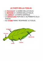 anteprima - Esercizi - LA FORMA DELLE FOGLIE - Pagina 1