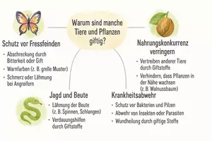 Vorschau - Arbeitsblätter - Arbeitsblätter zum Thema "Warum sind manche Tiere und Pflanzen giftig?" + Lösung & MP3 + Mindmap - Seite 1