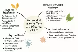 Vorschau - Arbeitsblätter - Arbeitsblätter zum Thema "Warum sind manche Tiere und Pflanzen giftig?" + Lösung & MP3 + Mindmap - Seite 3