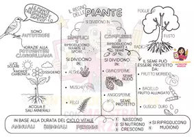 anteprima - Mappe concettuali - IL REGNO DELLE PIANTE - Pagina 1