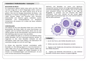 Vorschau - Stundenentwürfe - Blutzellen (Gruppenpuzzle) - Seite 2