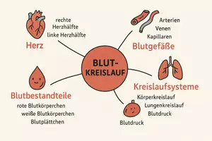 Vorschau - Arbeitsblätter - AB mit Fragen zum Thema "Blutkreislauf" + Lösungsblatt + Mindmap + Infografiken - Seite 2