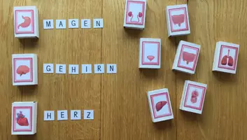 Vorschau - Stundenentwürfe - Streichholzschachtelwörter ORGANE - Seite 3