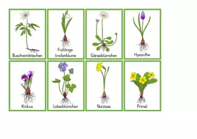 Vorschau - Unterrichtsreihen - Frühling - Artikelschulung Frühlingsblumen - Seite 1